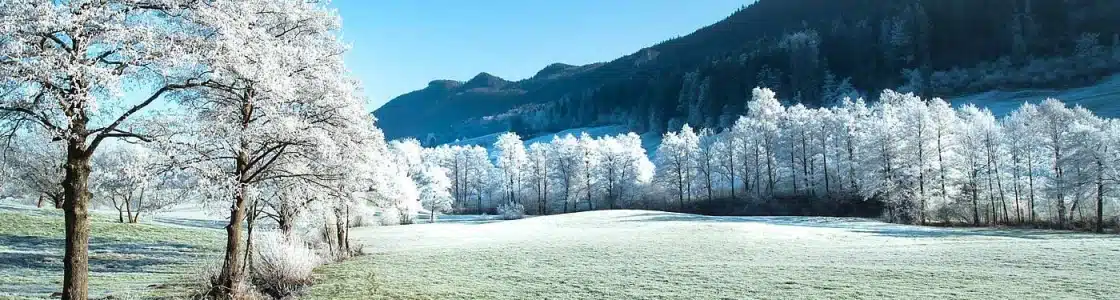 Reifbedeckte Bäume