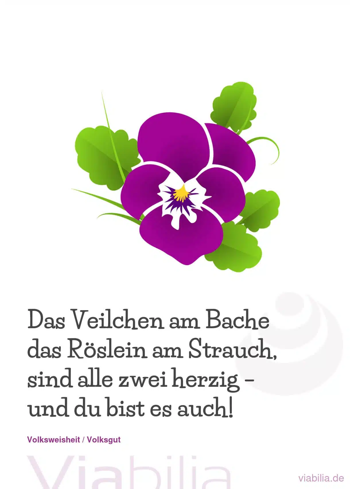 Blumenspruch bzw. Gedicht: das Veilchen am Bache