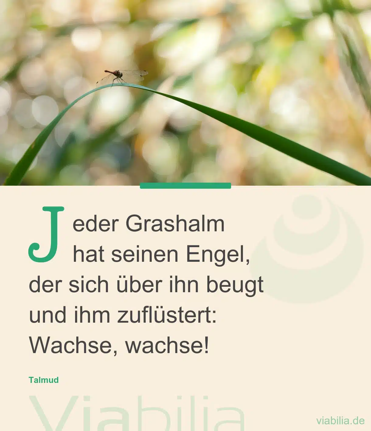 Engelspruch mit Bild: jeder Grashalm hat seinen Engel