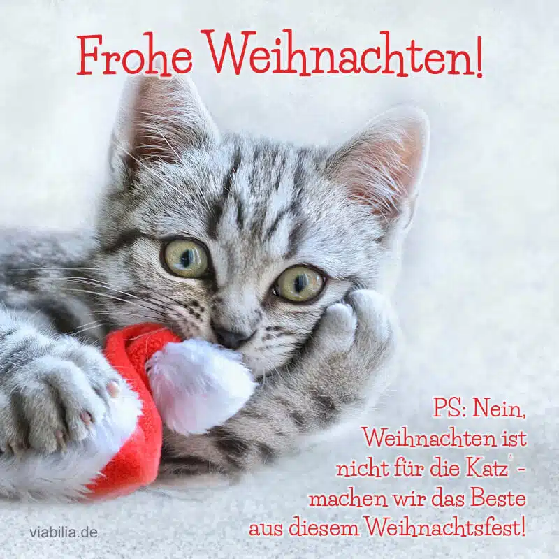 Frohe Weihnachten mit Katze wünschen