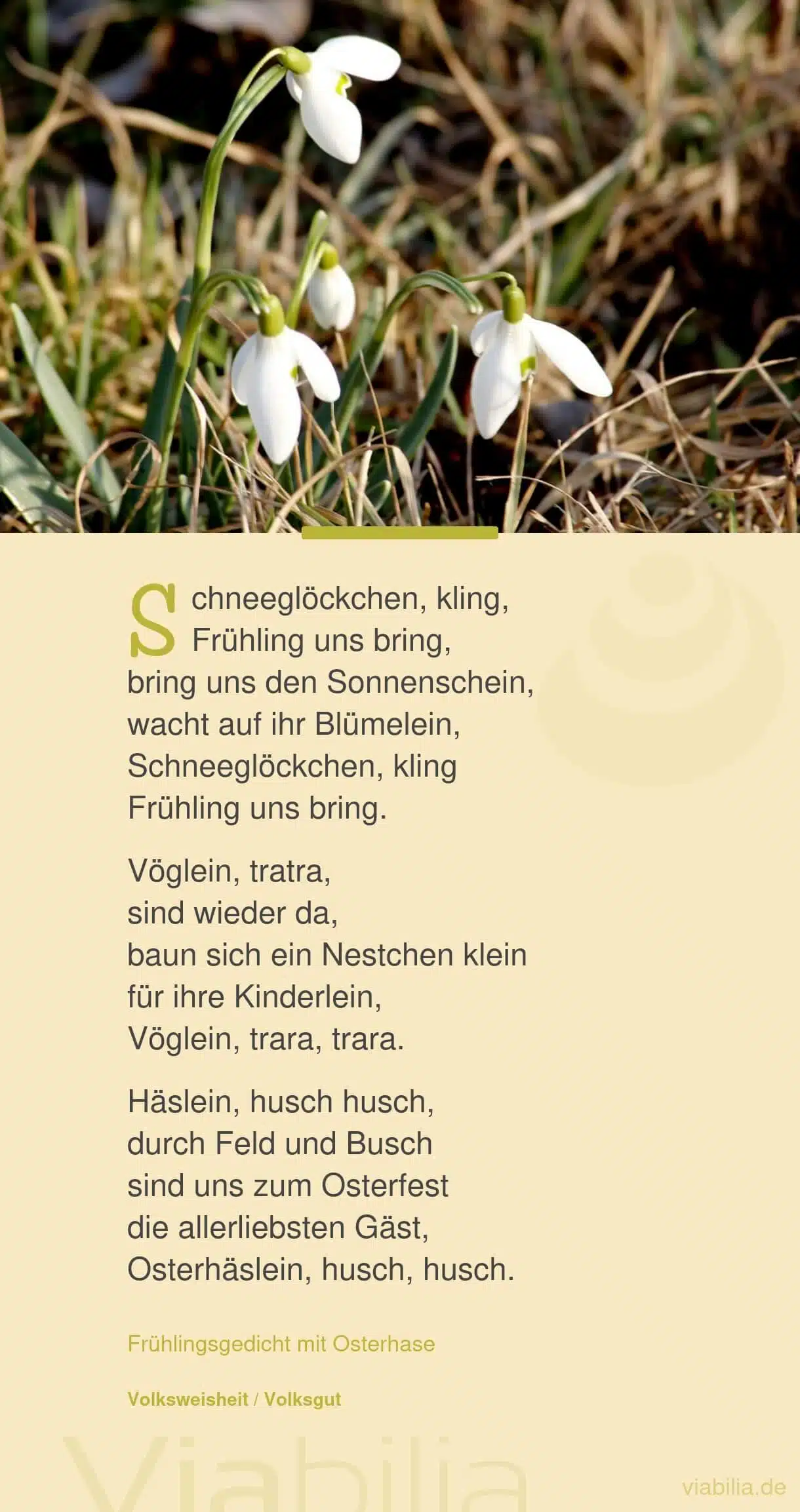 Frühlingsgedicht: Schneeglöckchen kling