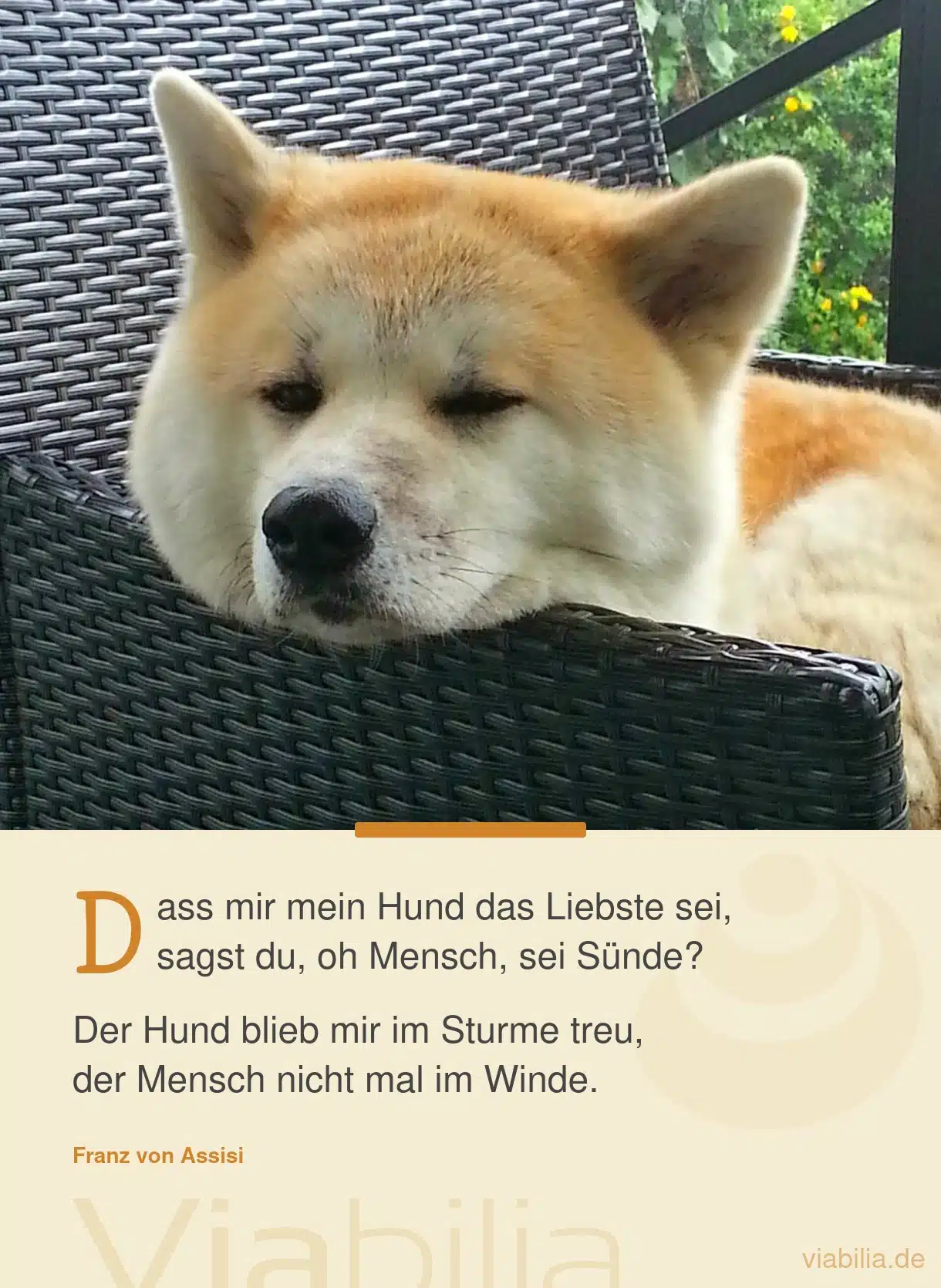 Hundesprüche als Liebeserklärung an den Hund