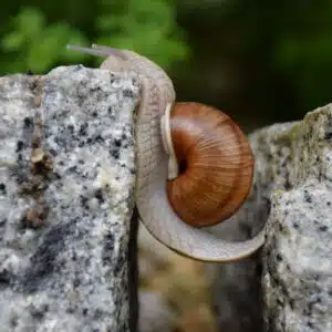 Schnecke,die eine große Herausforderung meistert