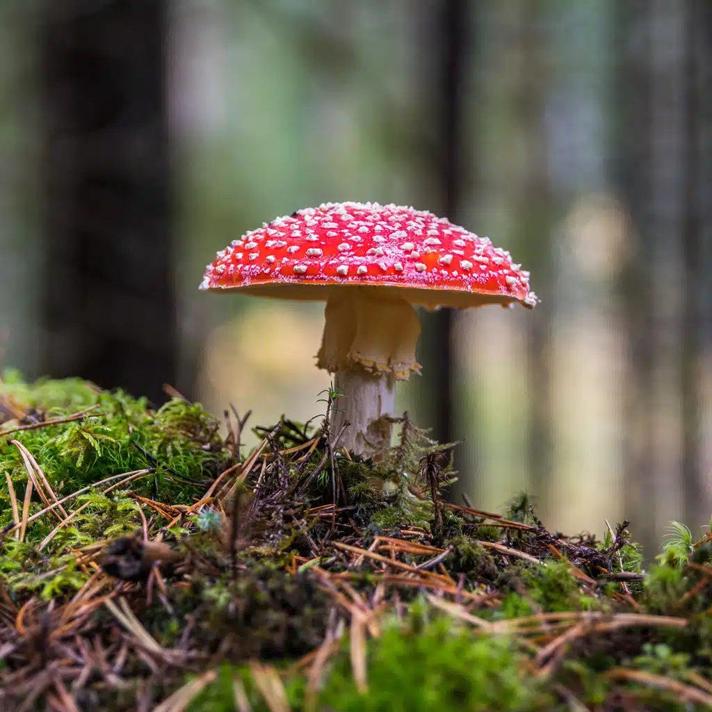 Herbstgrüße und Herbstsprüche mit schönen Bildern