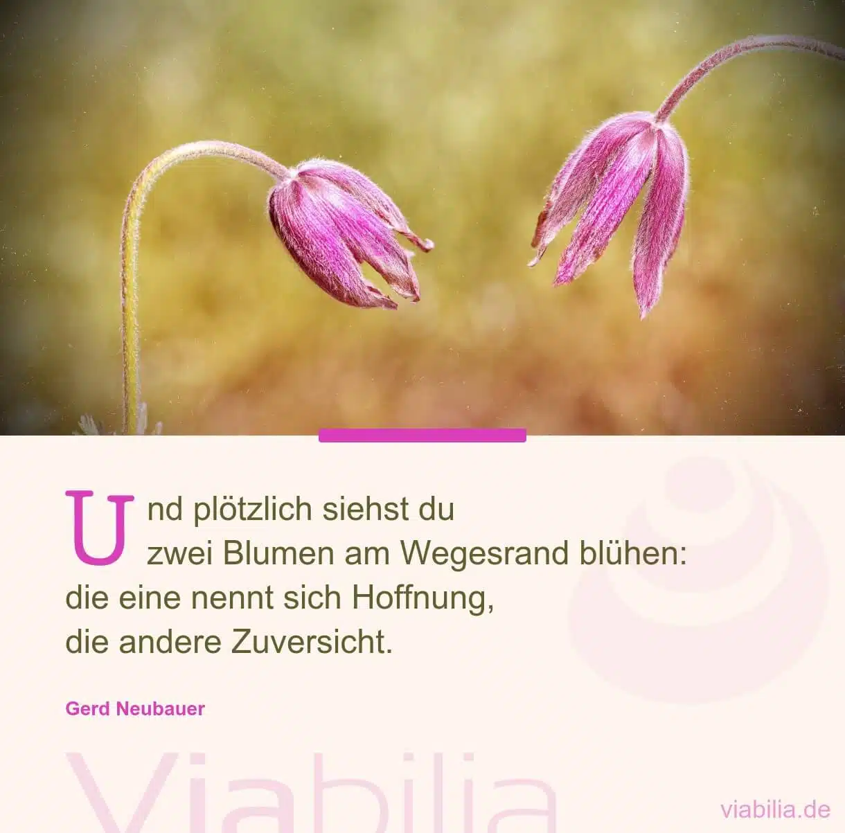 Hoffnung - Spruch über Blumen am Wegesrand