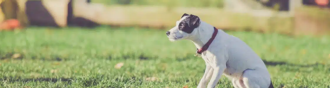 kleiner Hund im Freien