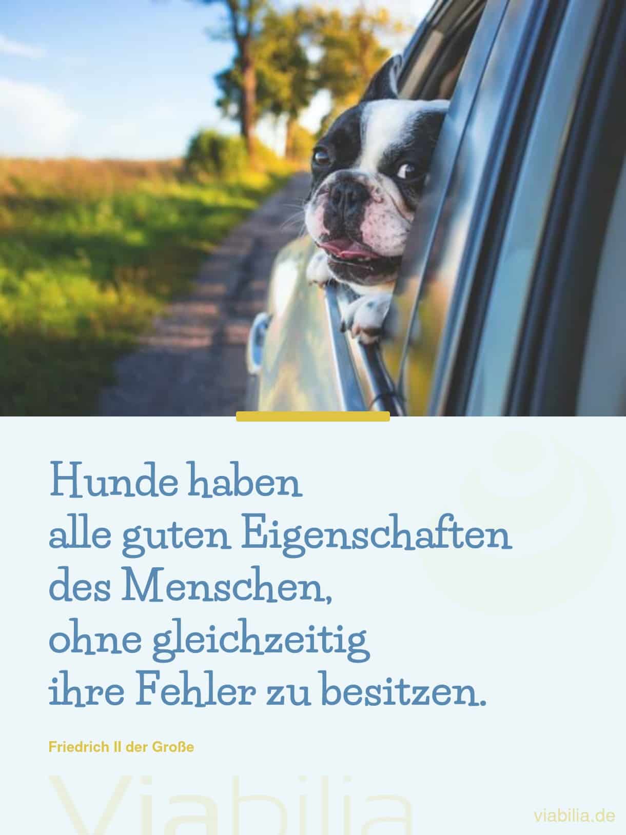 Hundesprüche als Liebeserklärung an den Hund