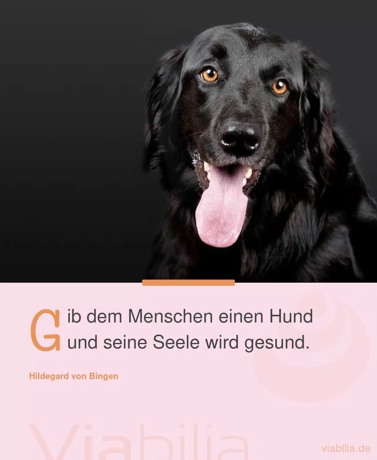 Schöner Hundespruch: Gib dem Menschen einen Hund