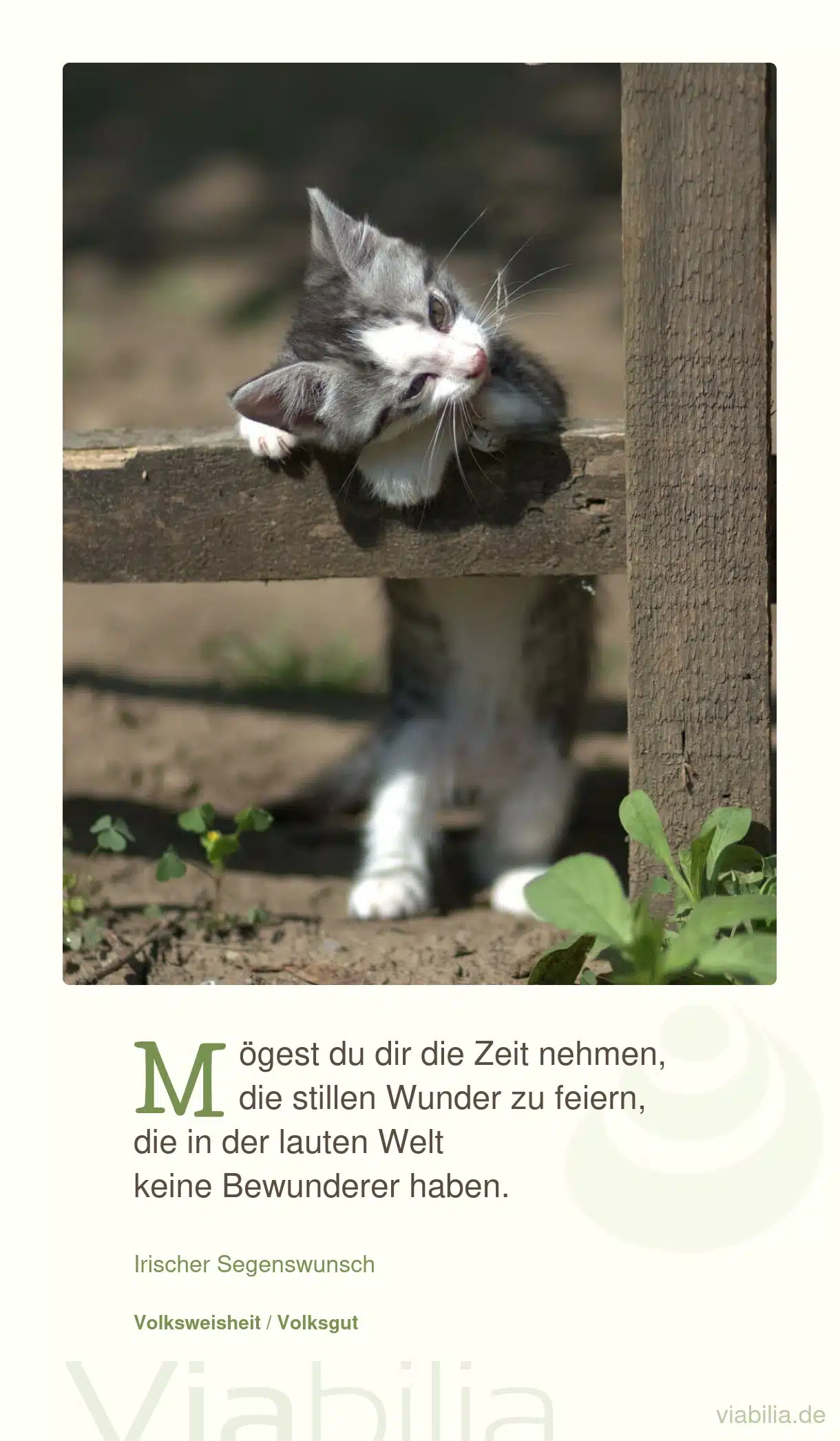 Lieber Katzenspruch mit guten Wünschen