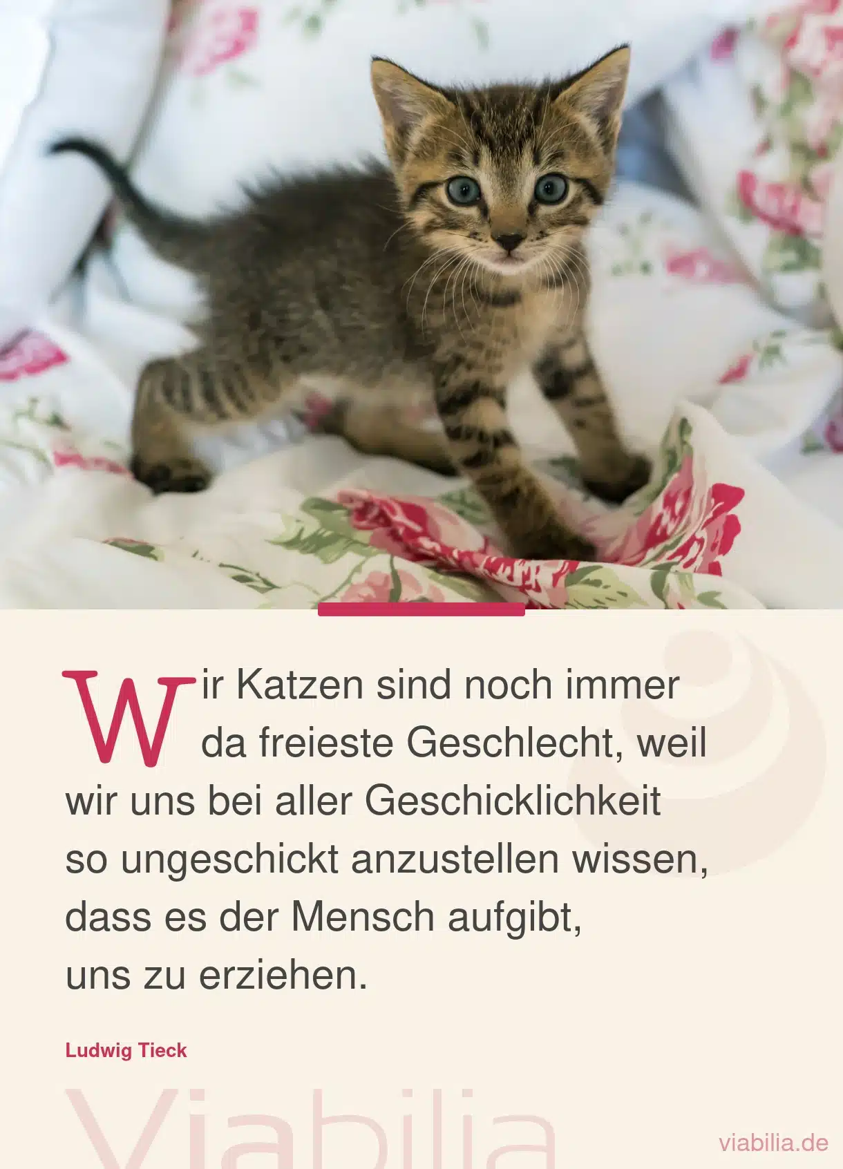 Katzen-Zitat: Katzen sind freies Geschlecht