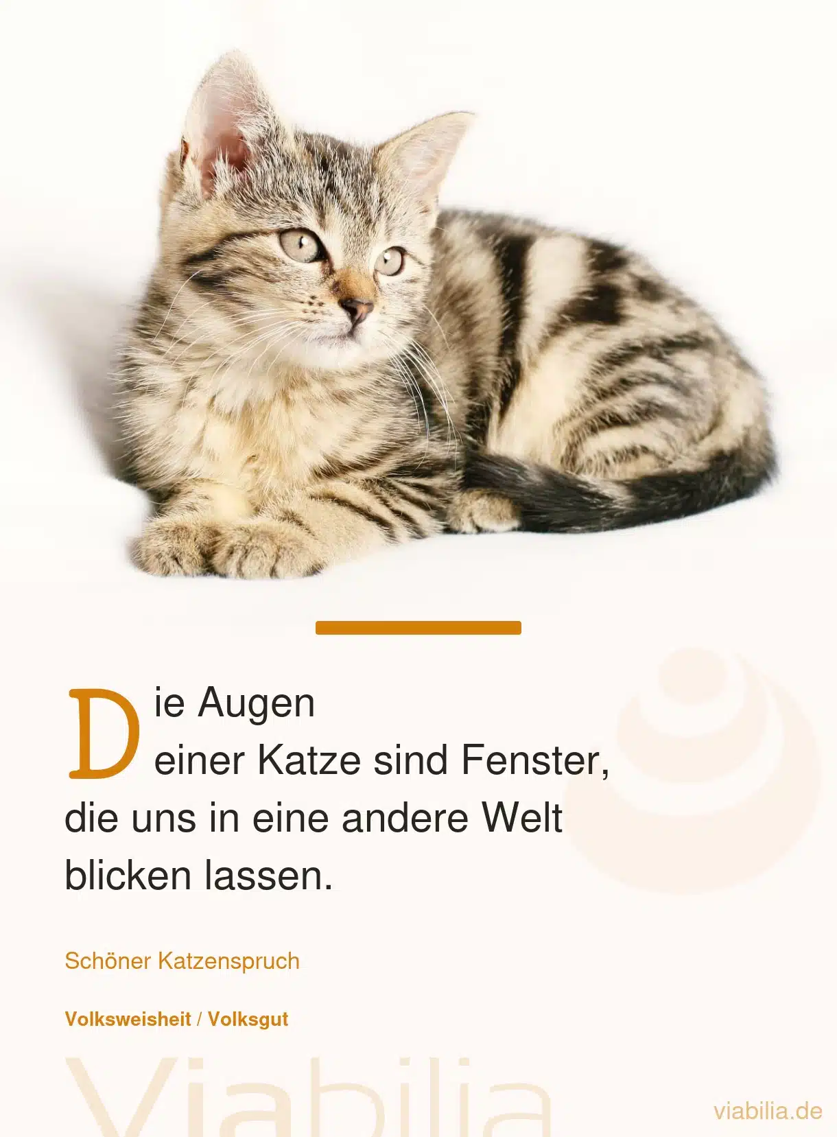 Netter Katzenspruch: Augen einer Katze