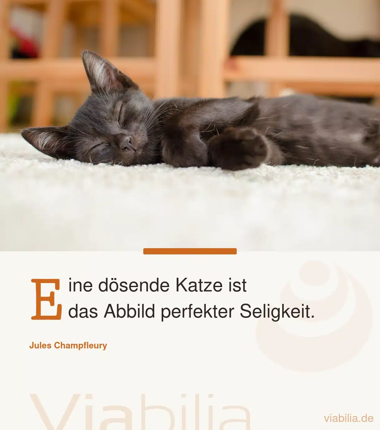 Netter Katzenspruch: eine dösende Katze