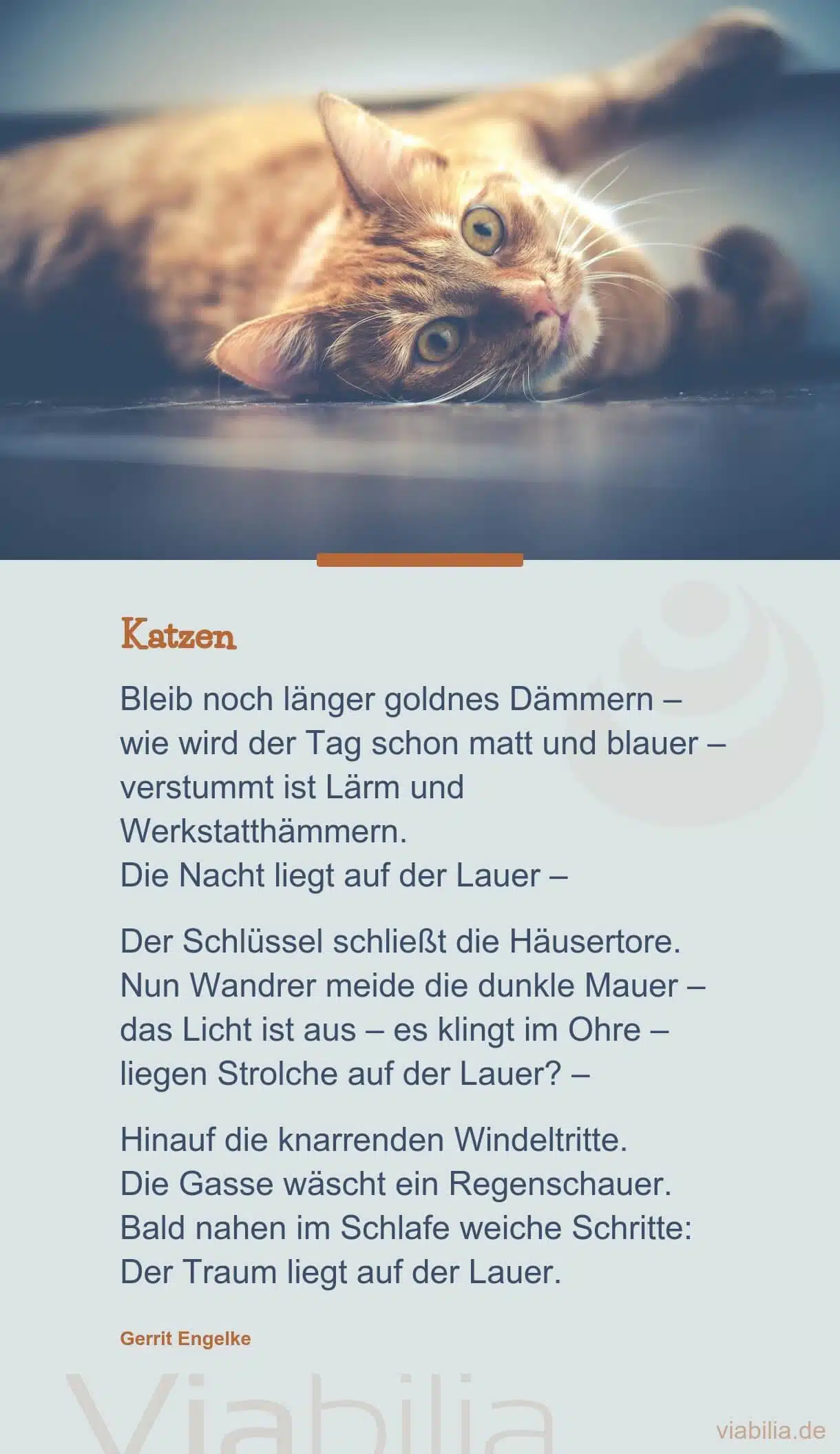 Katzenspruch bzw. Katzengedicht: Katzen machen weiche Schritte in der Nacht