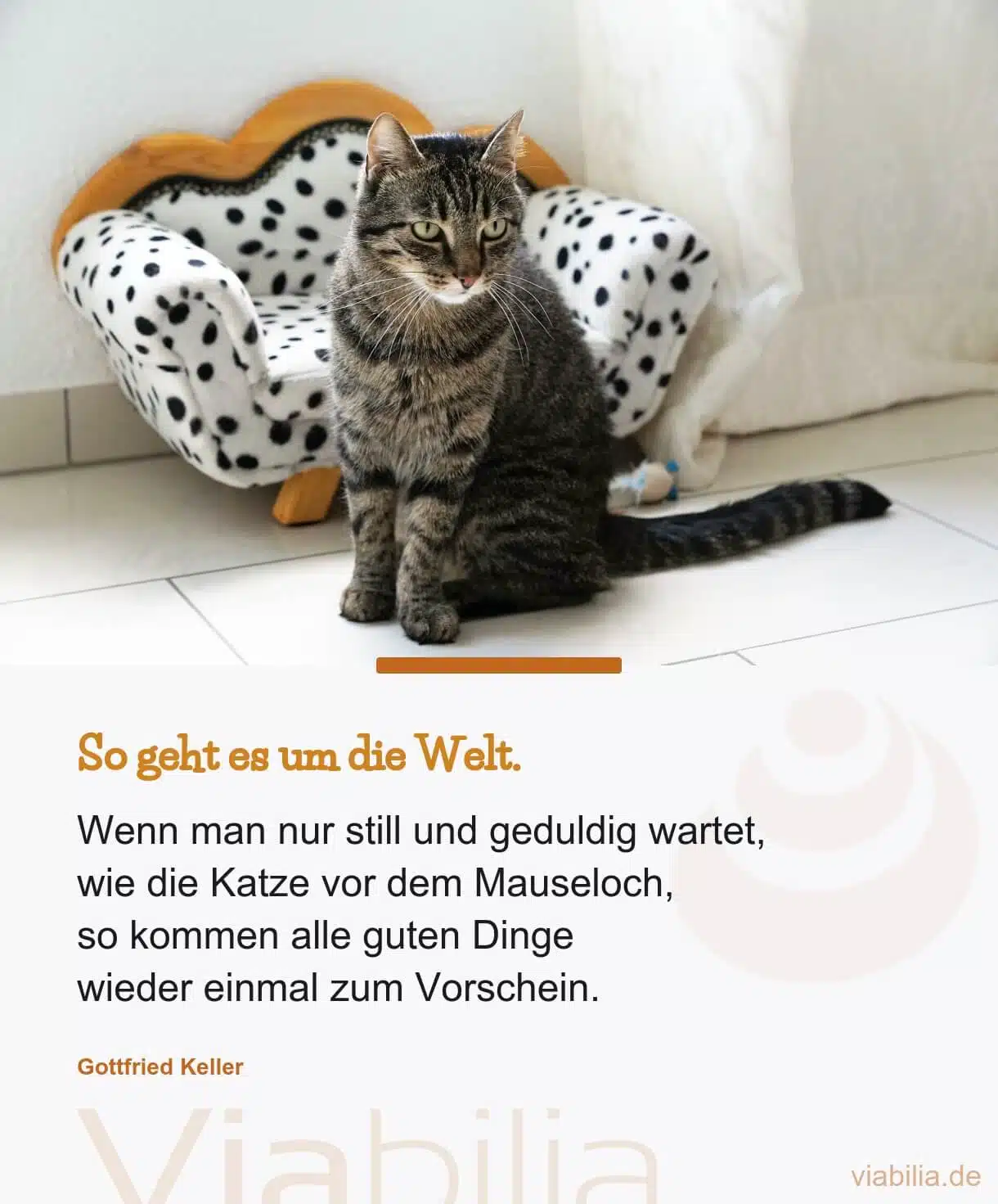 Katzensprüche, hier lieber Katzenspruch über die Geduld von Katzen