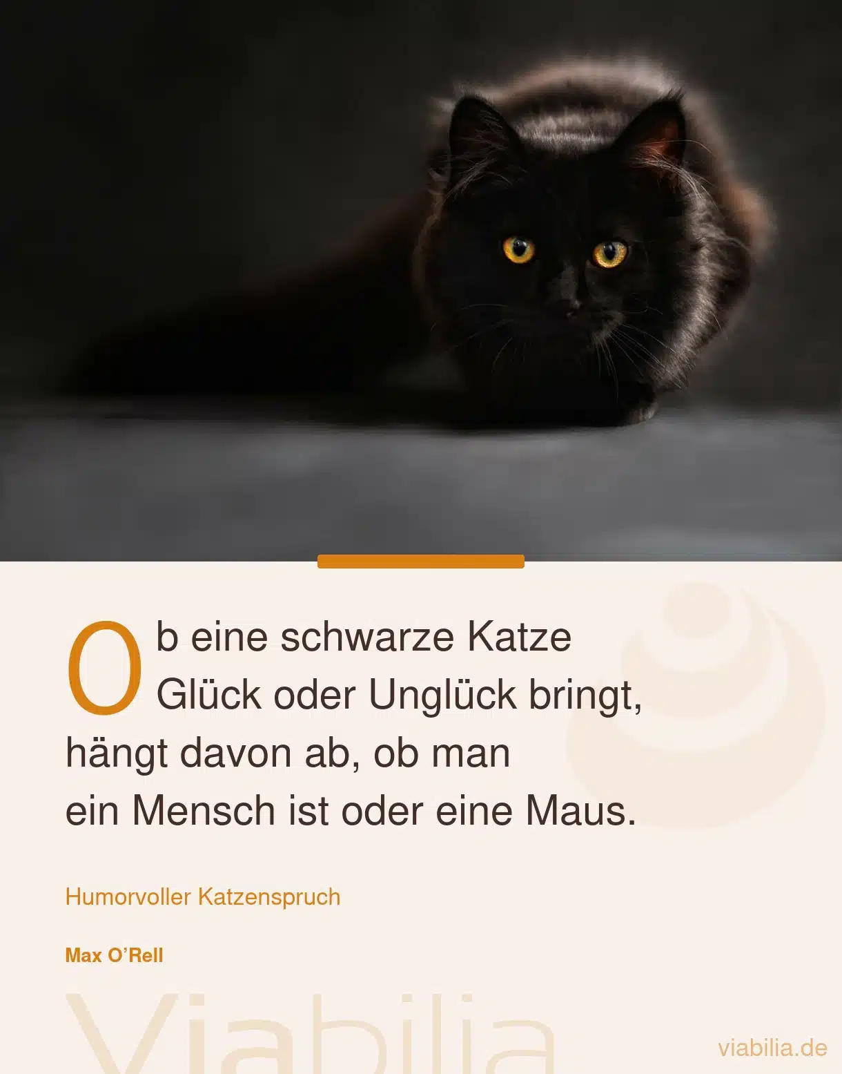 Humorvoller Katzenspruch: ob eine Katze Unglück bringt ...