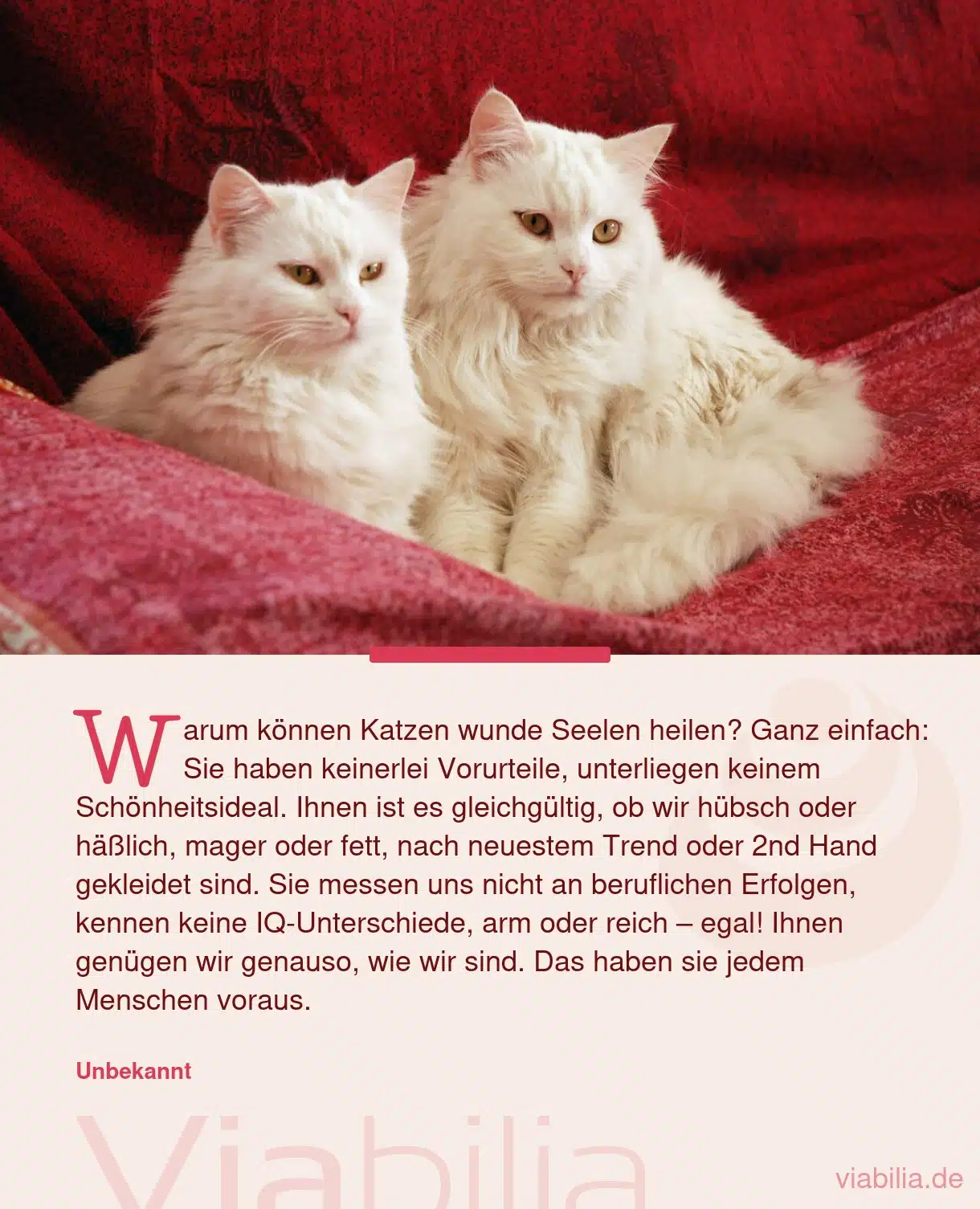 Katzenspruch: Katzen heilen wunde Seelen