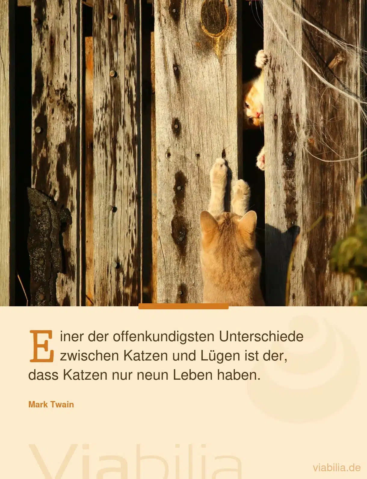 Katzenspruch: einer der offenkundigsten Unterschiede