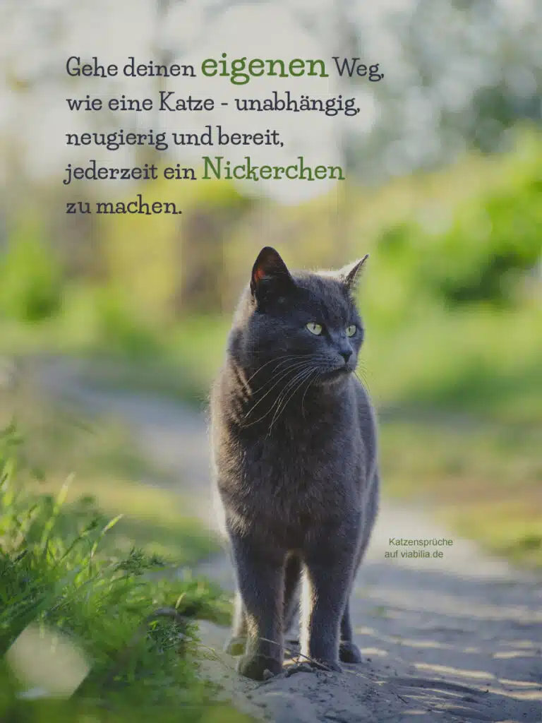 Katzensprüche mit Bild