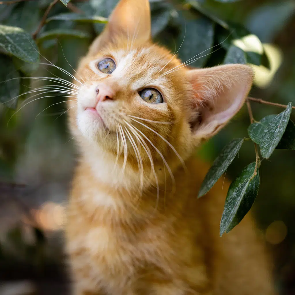 Süße Katzensprüche zum Verlieben