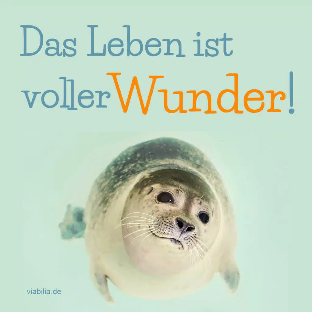 Das Leben ist voller Wunder: Das Leben ist voller Wunder!