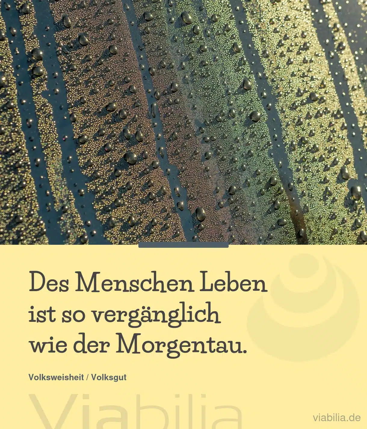 Spruch: das Leben eines Menschen ist vergänglich wie Morgentau