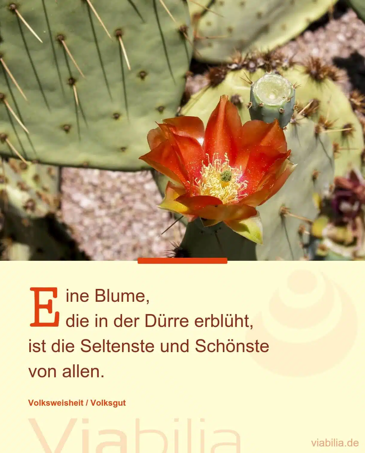 Metapher über eine Blume, die in der Dürre erblüht