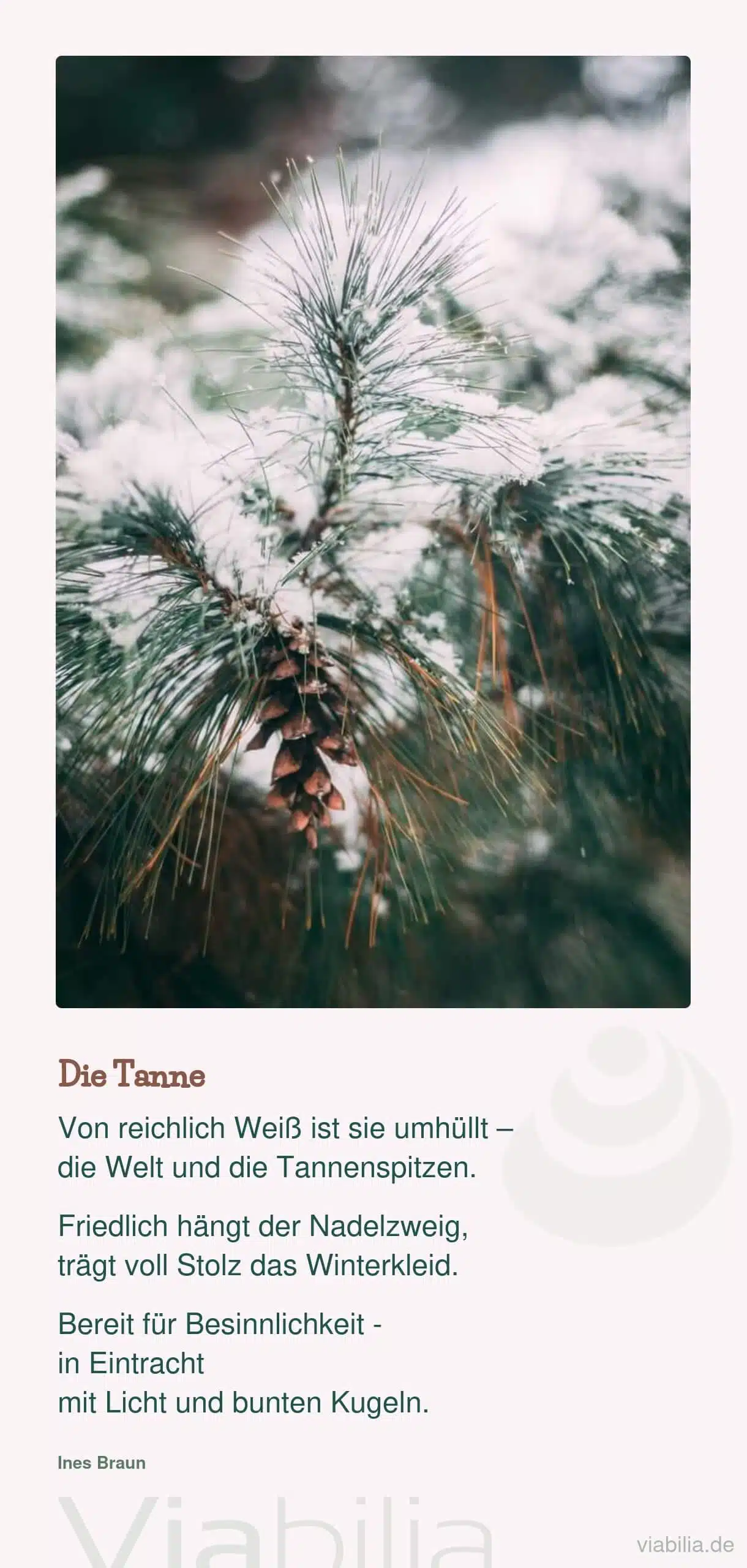 Naturspruch: die Tanne im Winter