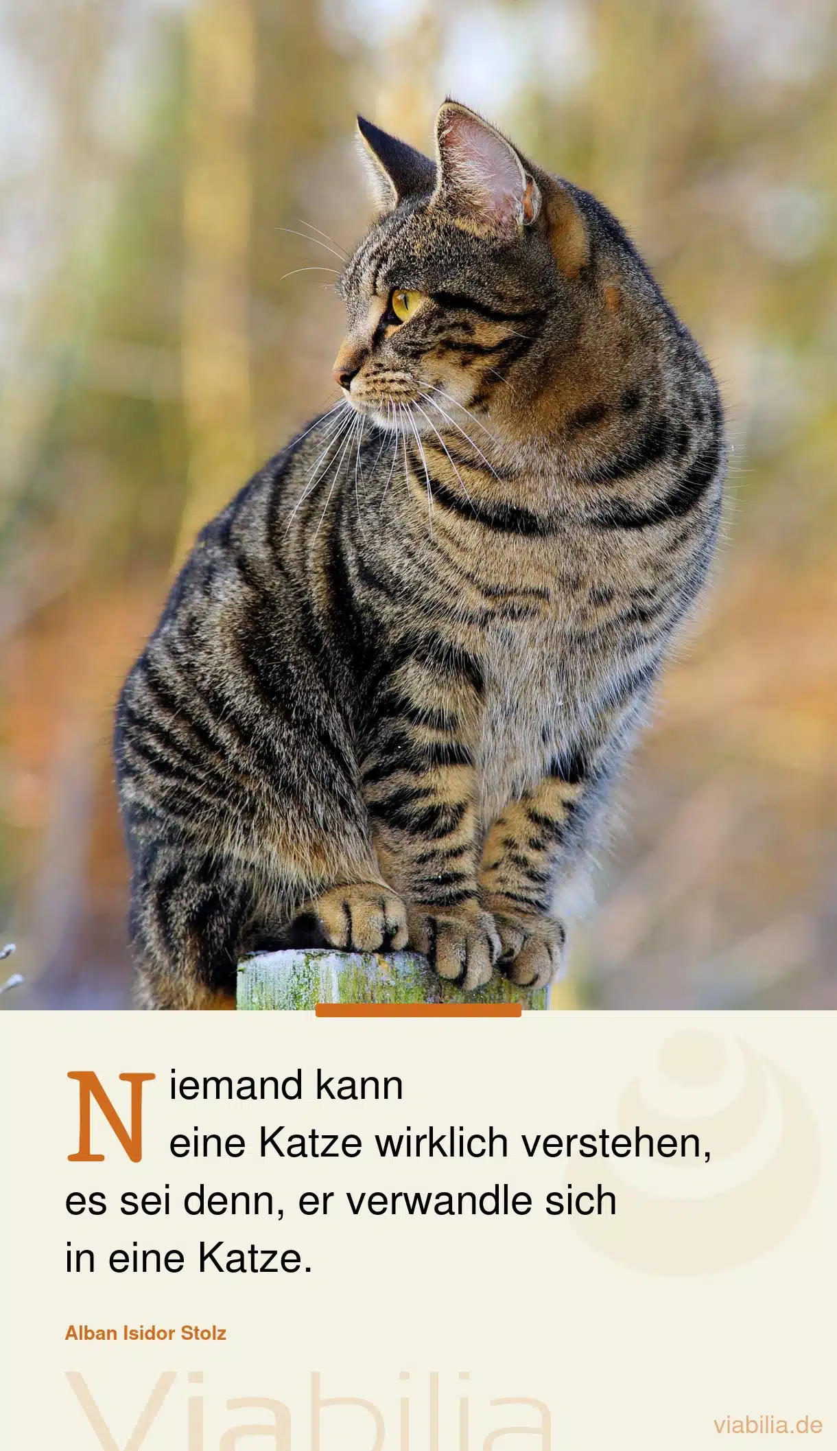 Netter Katzenspruch über das Verstehen einer Katze