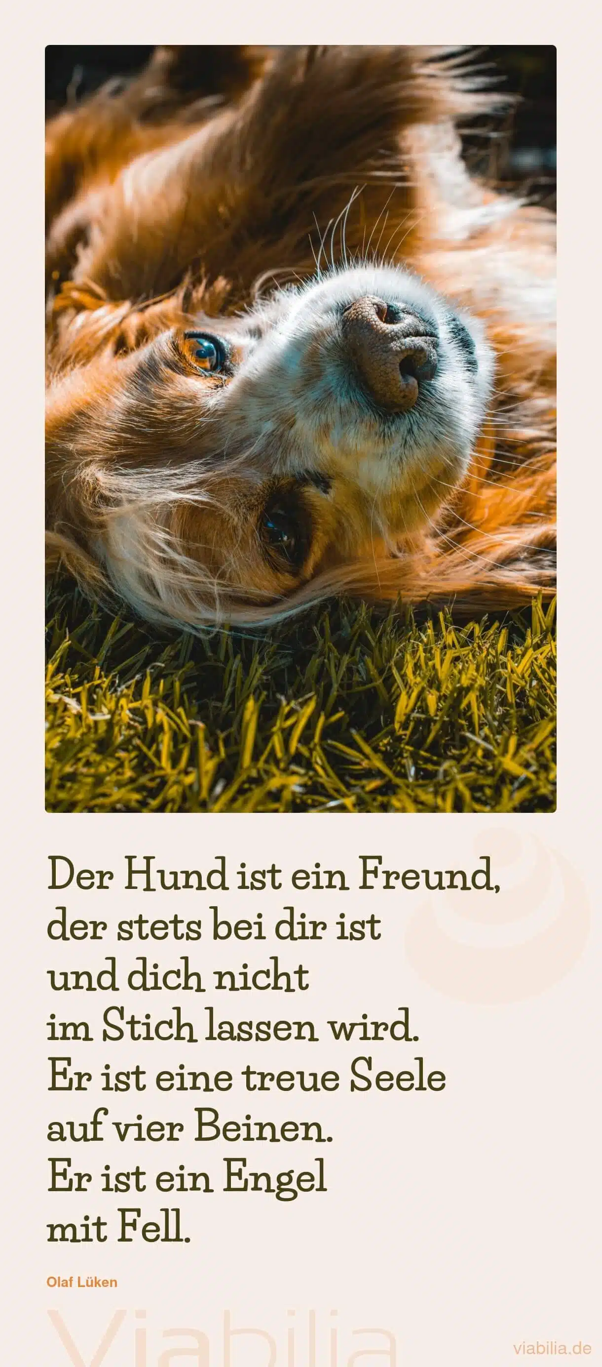 Hundespruch von Olaf Lüken: Hund ist Freund und Engel