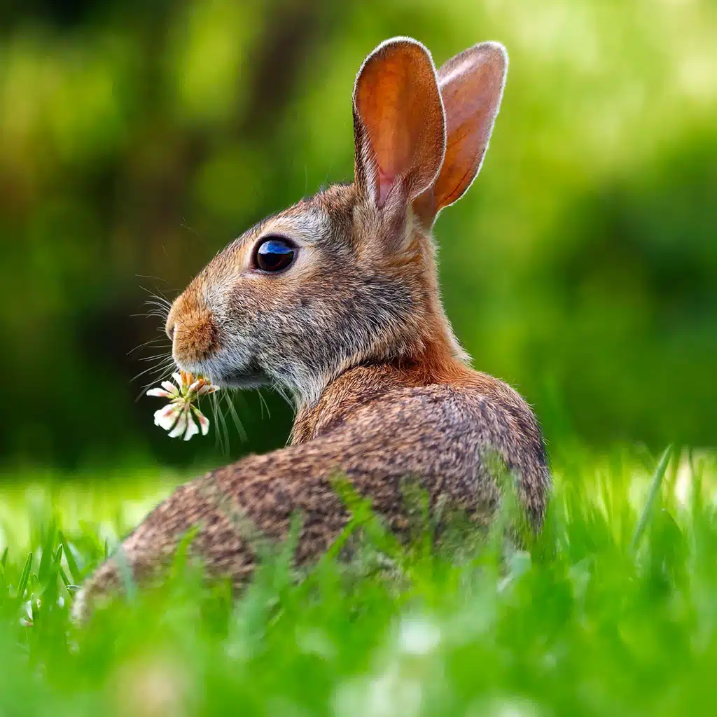 Frohe Ostern-Bilder für WhatsApp