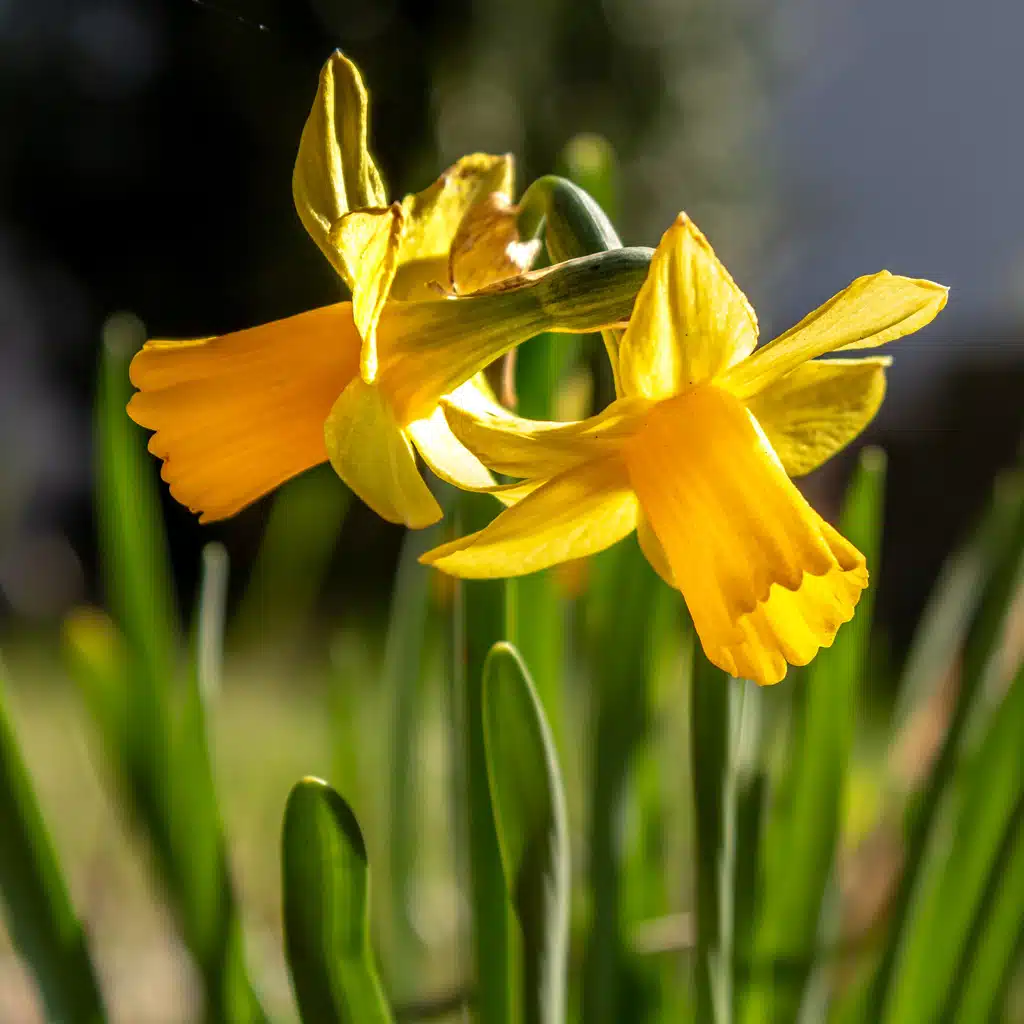 Ostersprüche mit Bild