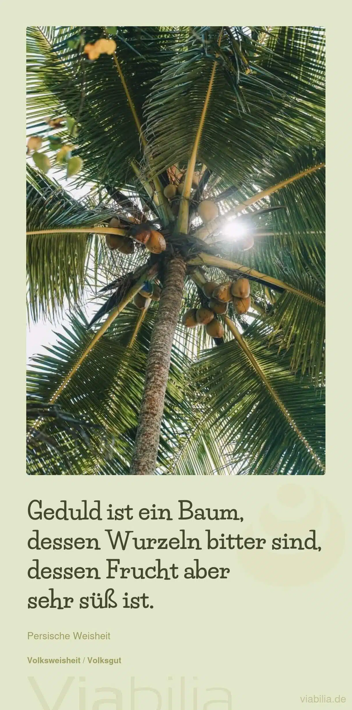 Vergleich von Geduld mit einem Baum