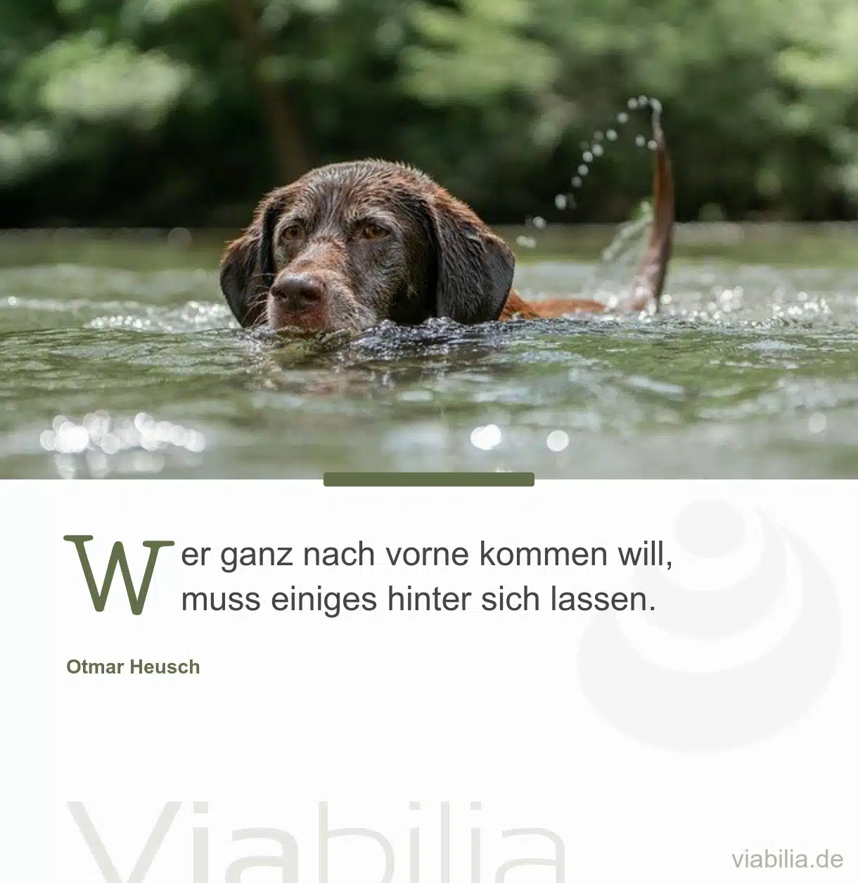 Erfolgsspruch mit Hund im Bild