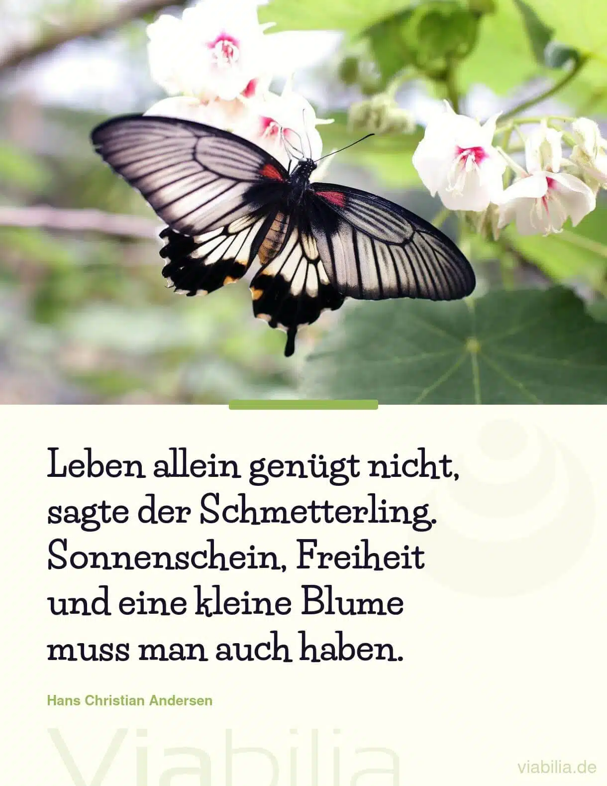 Spruch über Freiheit aus Schmetterlings-Sicht