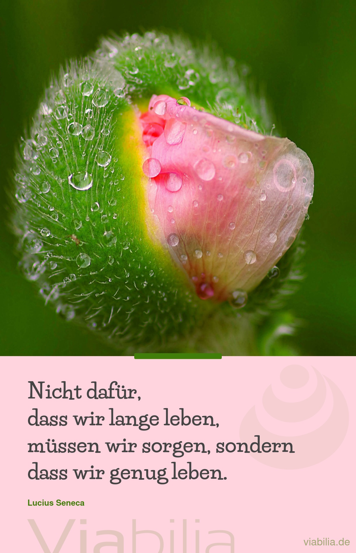 Spruch: genug leben