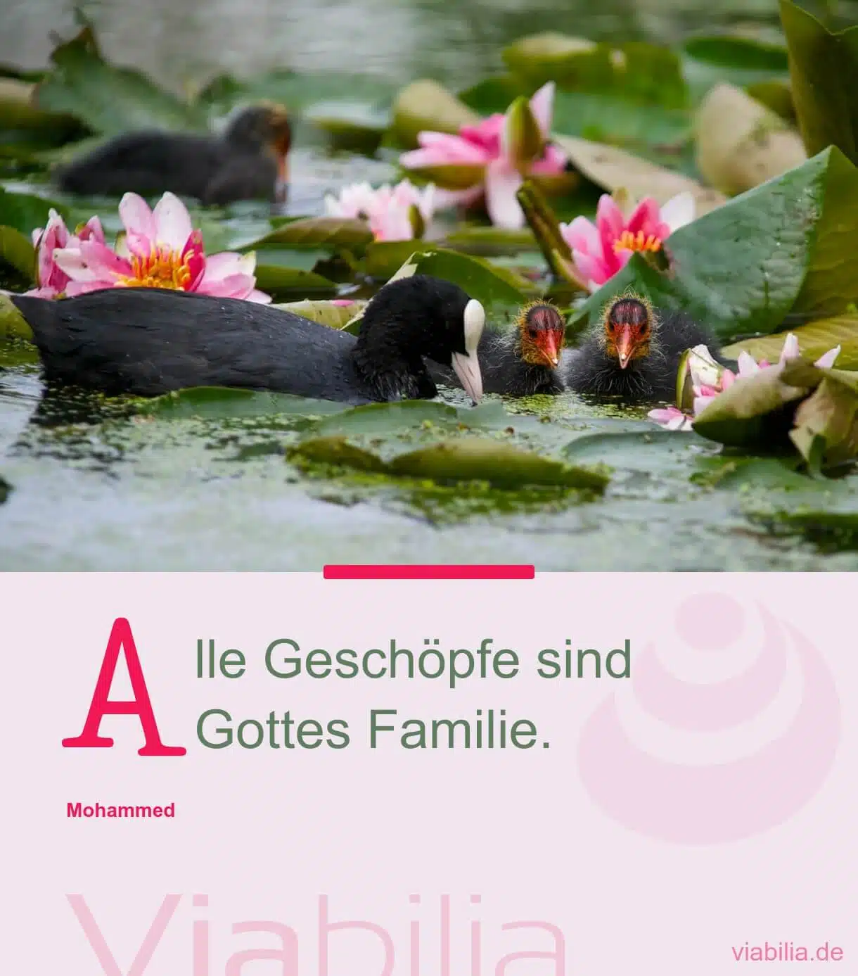 Alle Geschöpfe sind Gottes Familie, spiritueller Spruch mit Bild