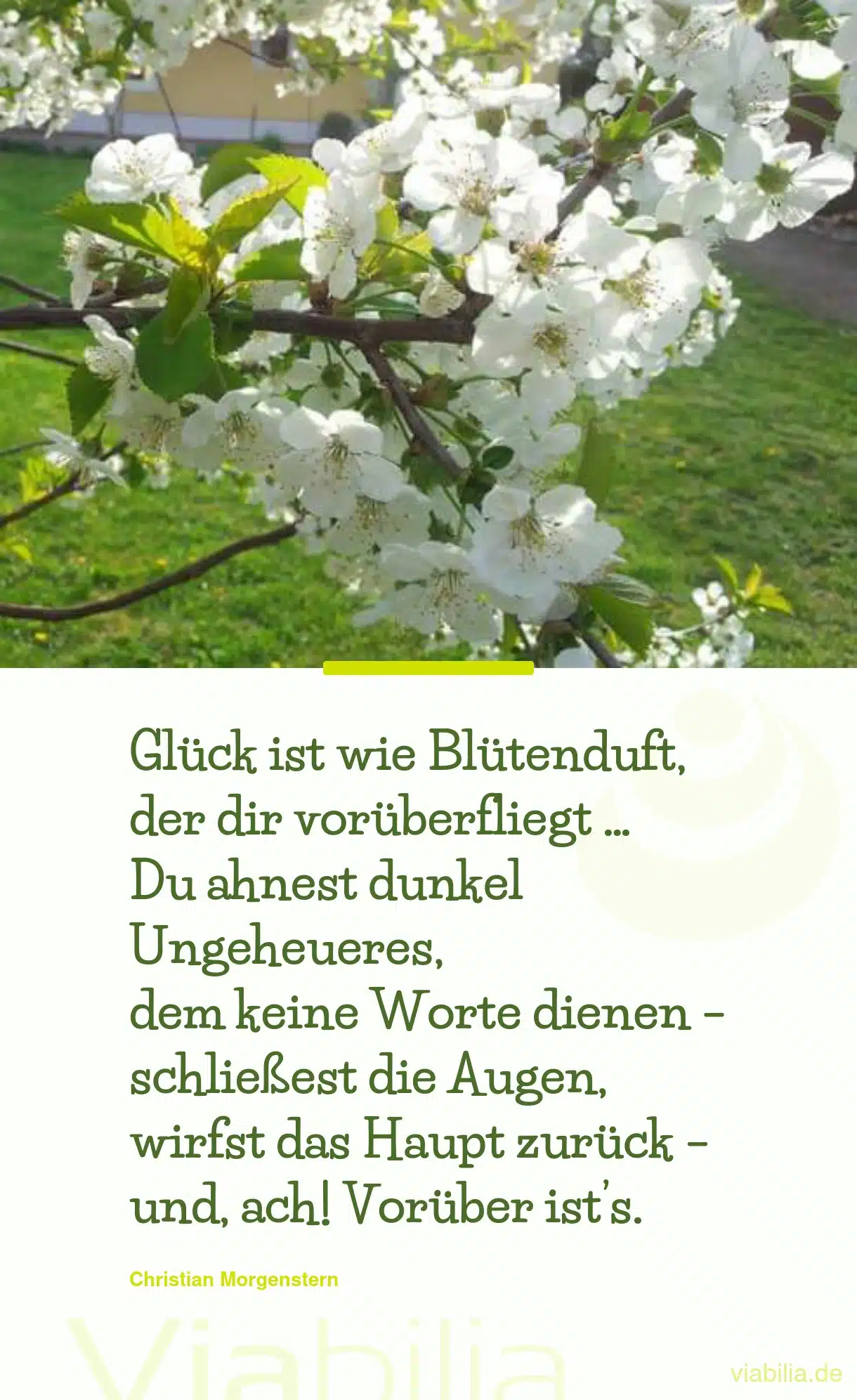 Spruch: Glück ist wie Blütenduft