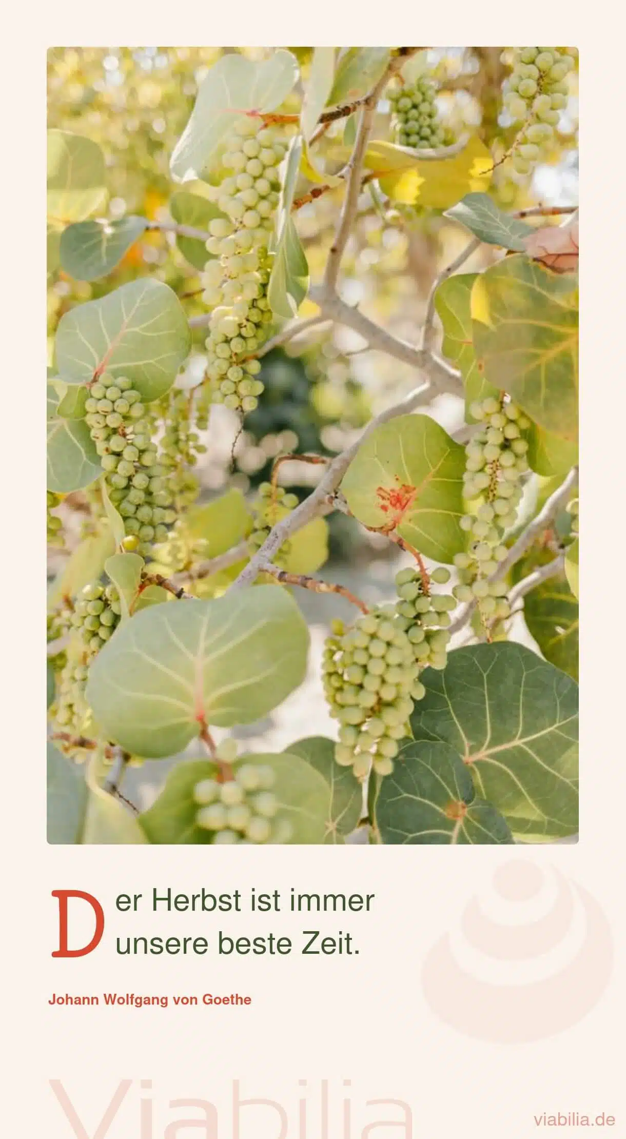 Herbstspruch mit schönem Bild