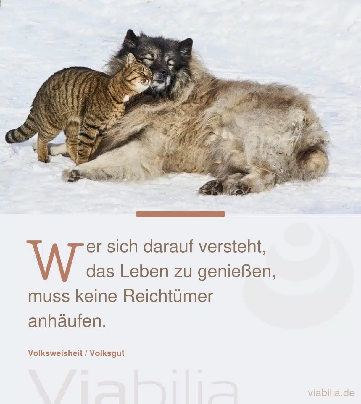 Schöner Spruch mit Hund und Katze, die sich mögen