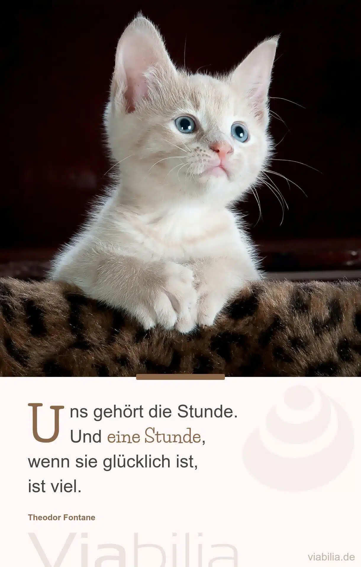 Spruch mit Katze: eine Stunde, wenn sie glücklich ist