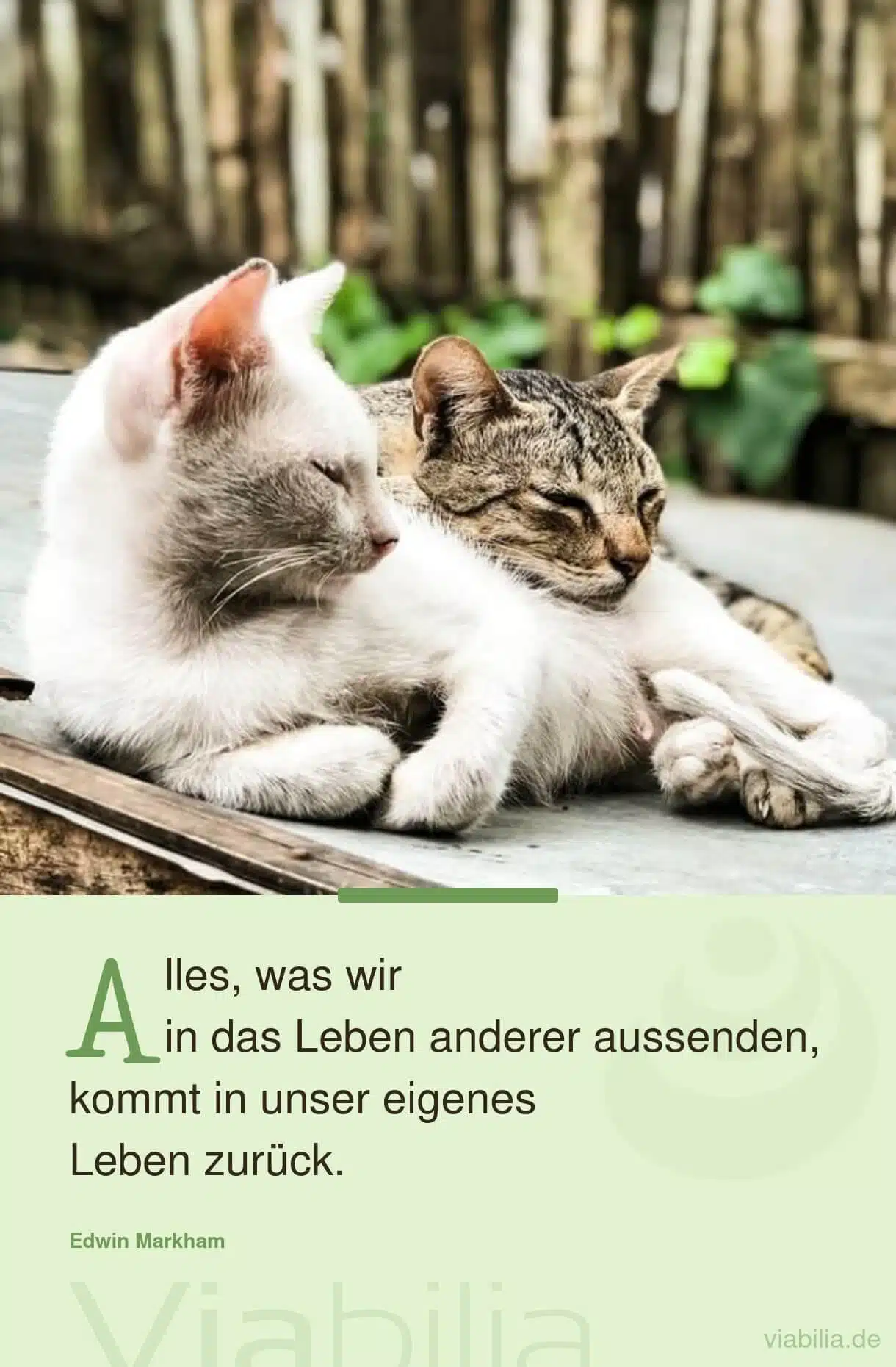 Spruch Bild mit Katze über Leben