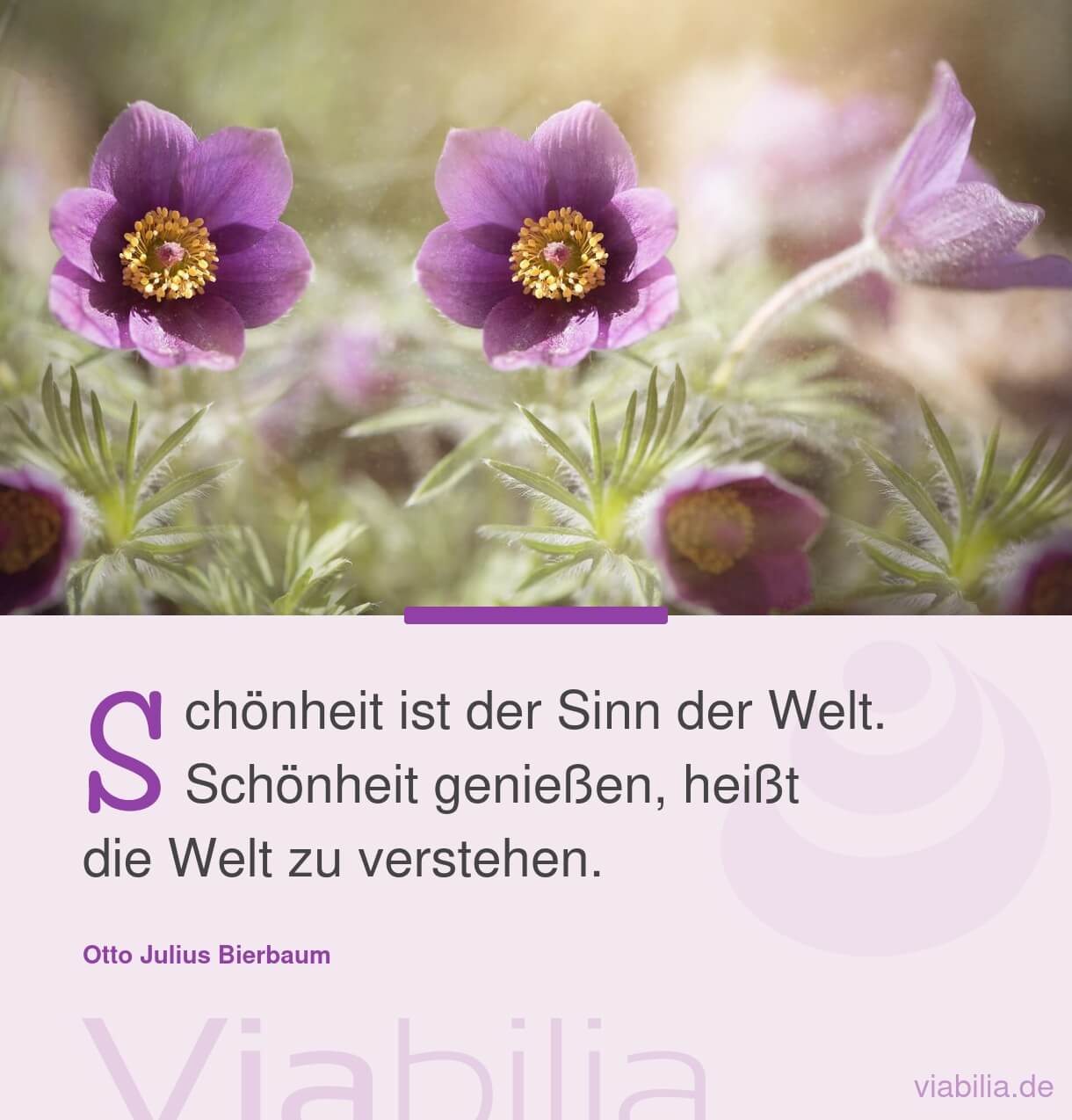 Spruch über die Welt mit Blumen im Bild