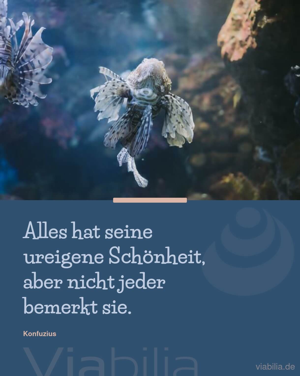 Spruch von Konfuzius über die Schönheit