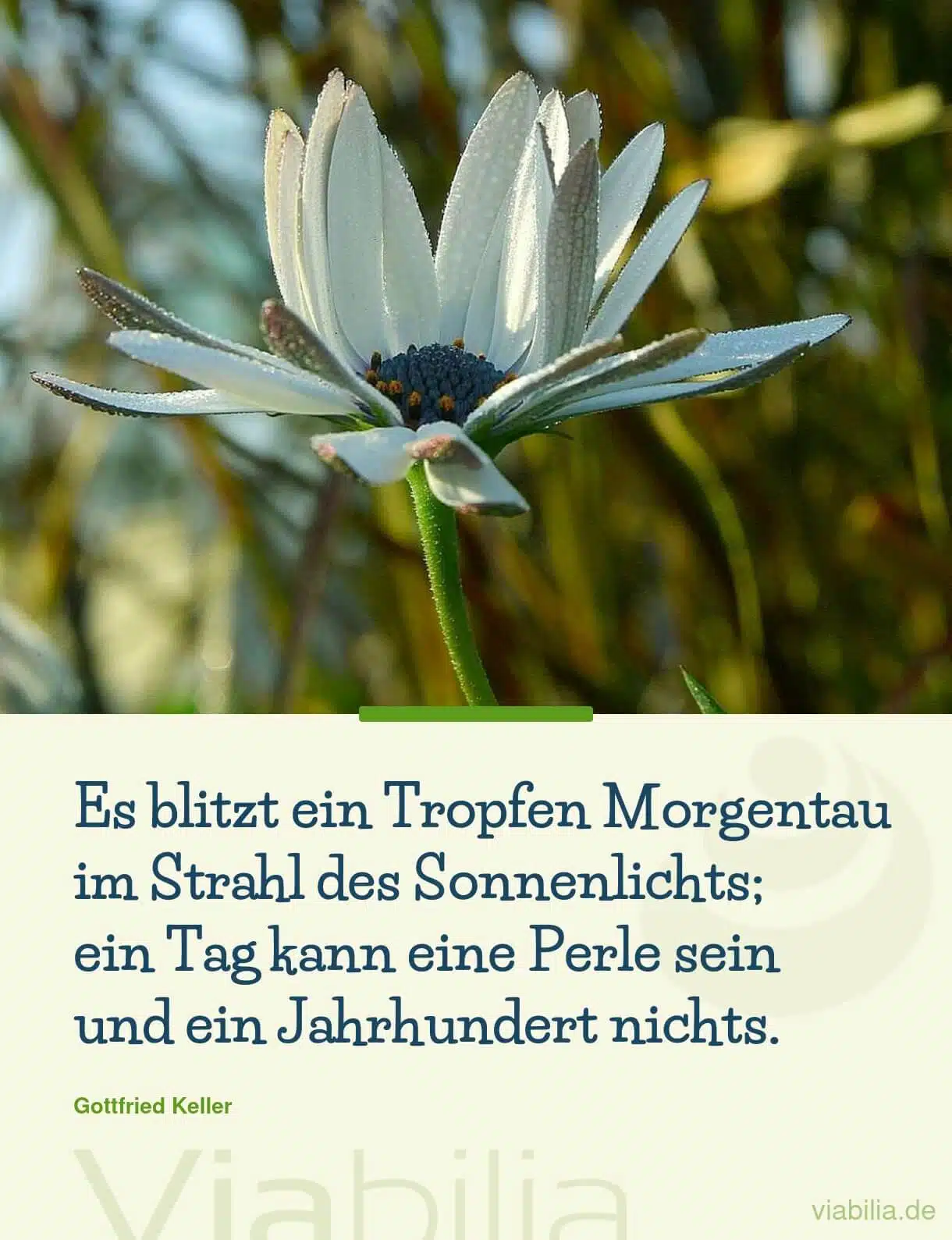 Guten Morgen-Spruch: Tag kann eine Perle sein