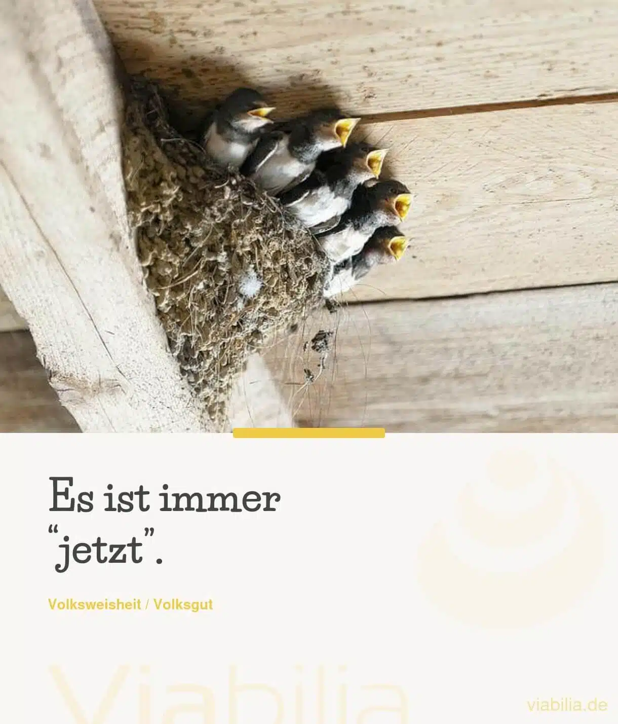 Spruch mit Vögeln auf Bild