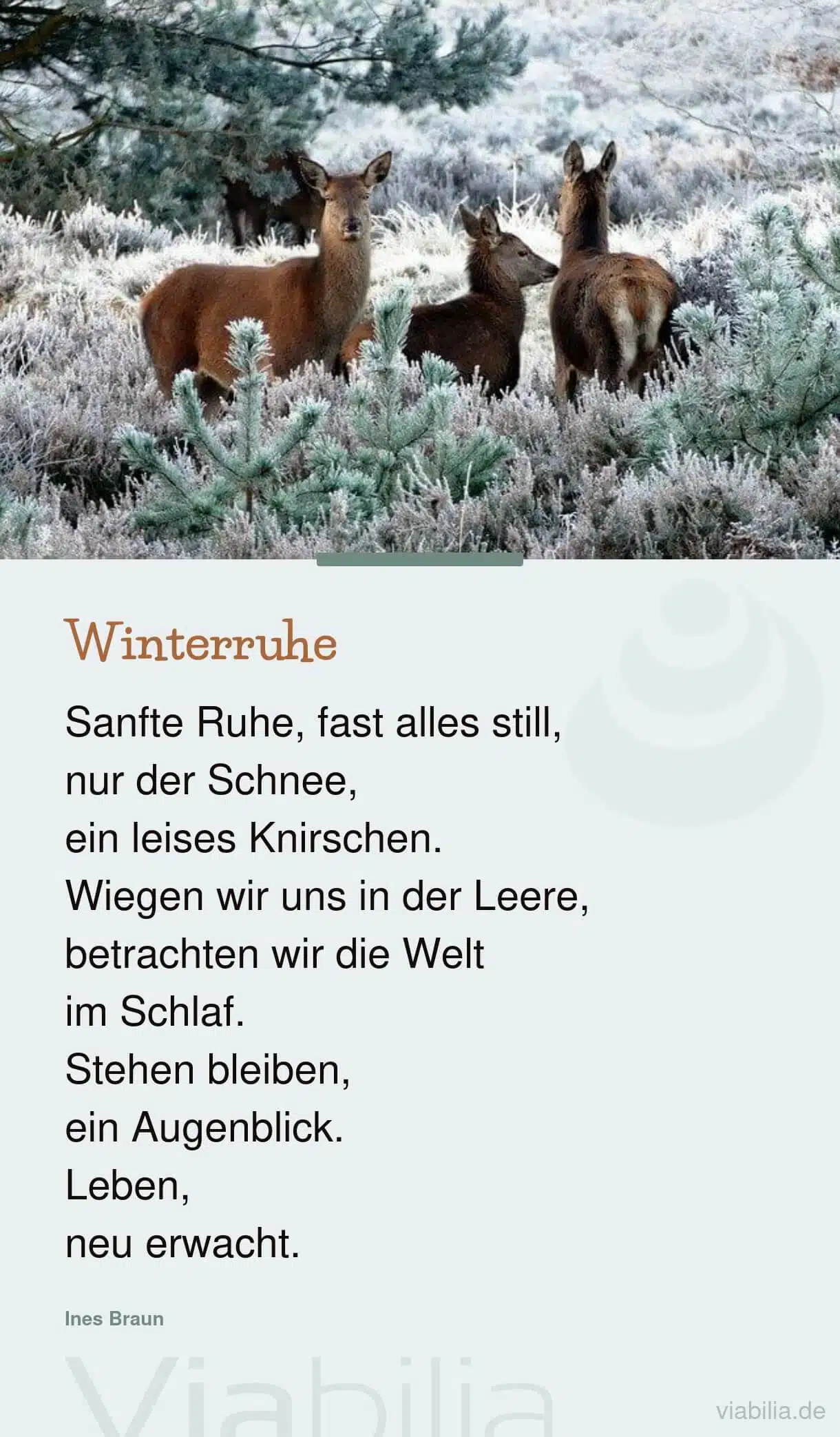 Spruch über die Winterruhe, passend zum Advent