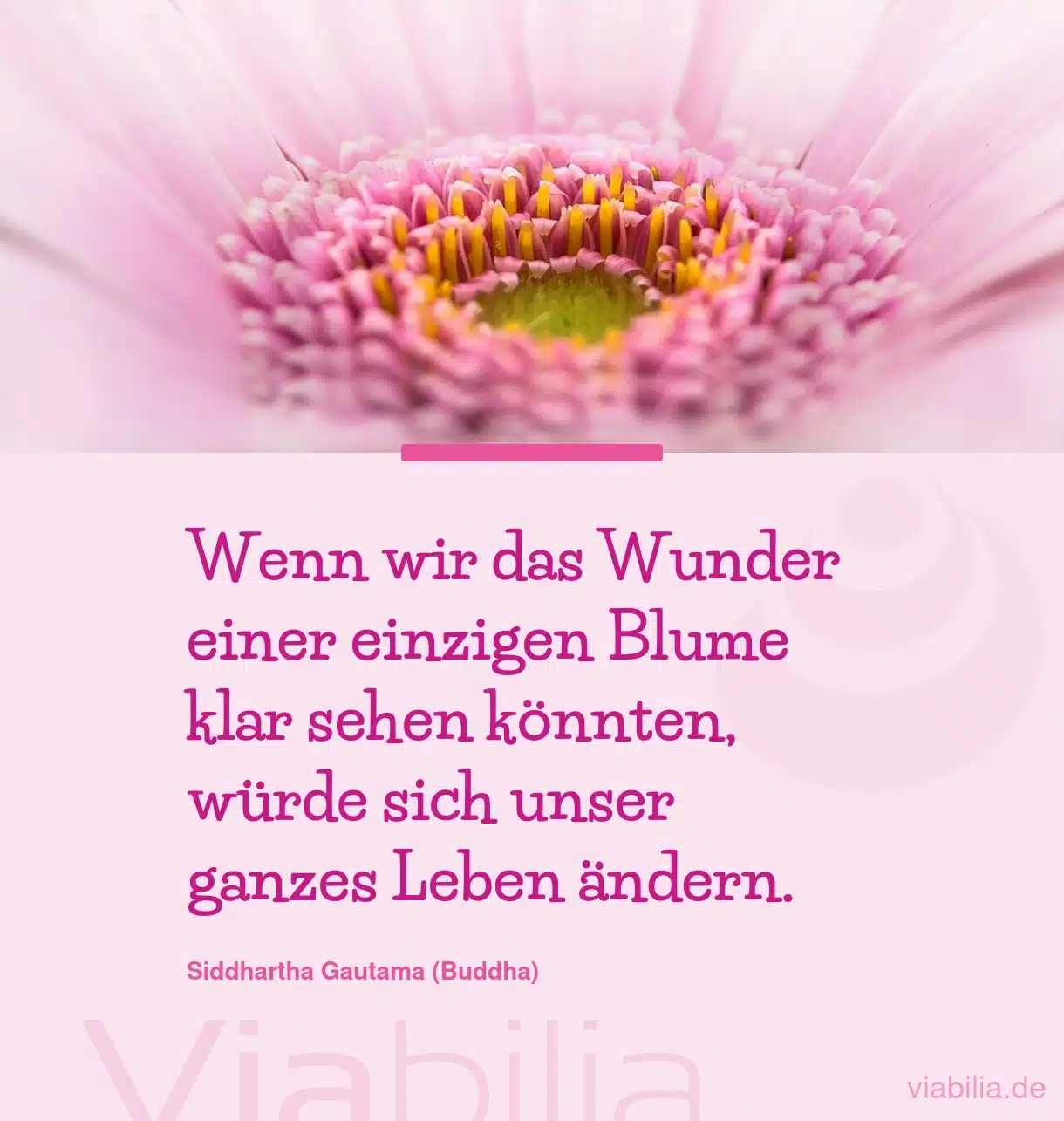 Spruch: Wunder einer Blume