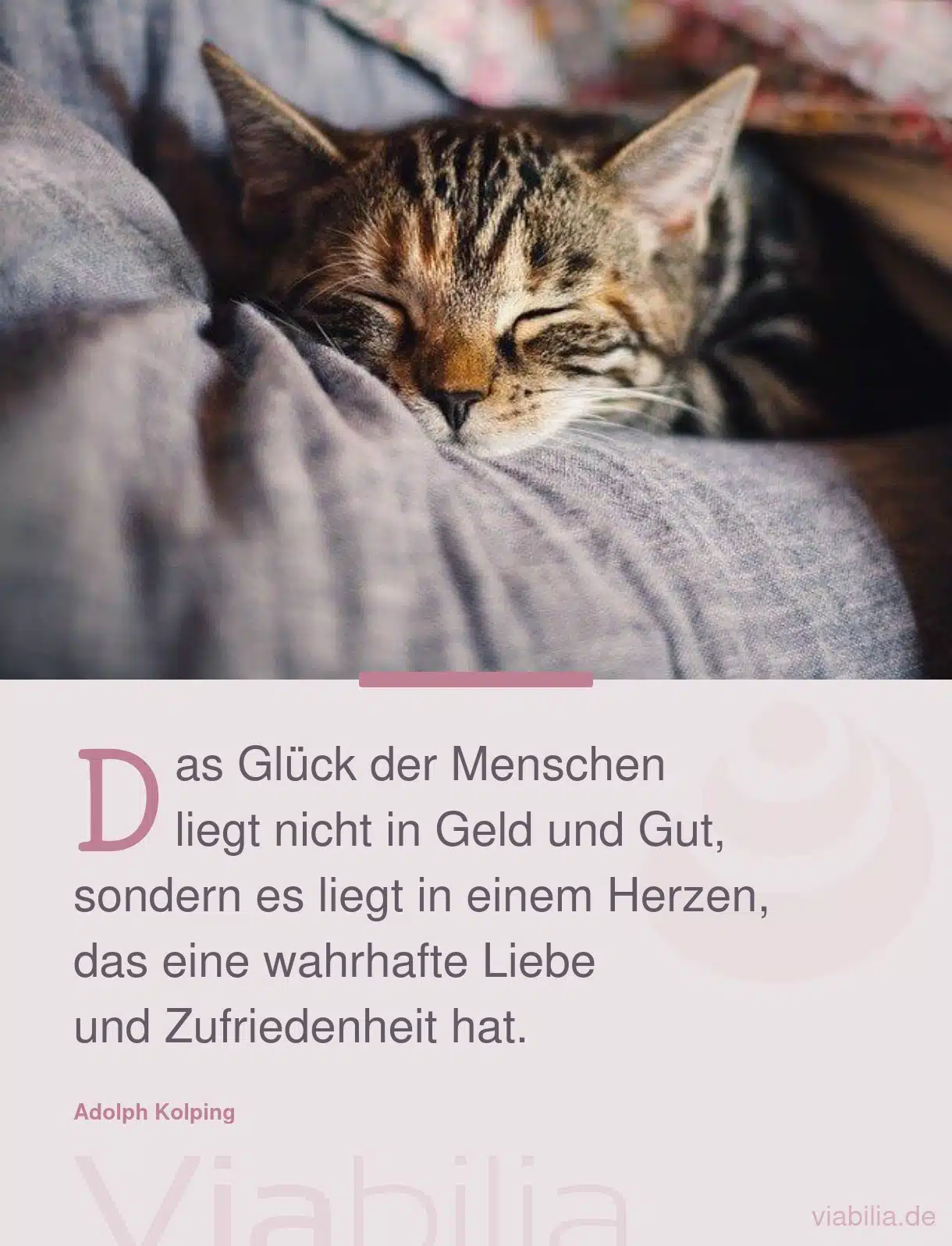 Spruch über das Glück mit zufriedener Katze im Bild