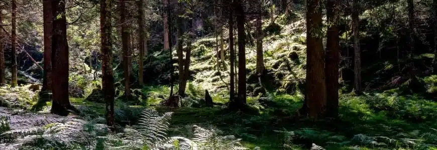 Wald mit dichtem Unterholz